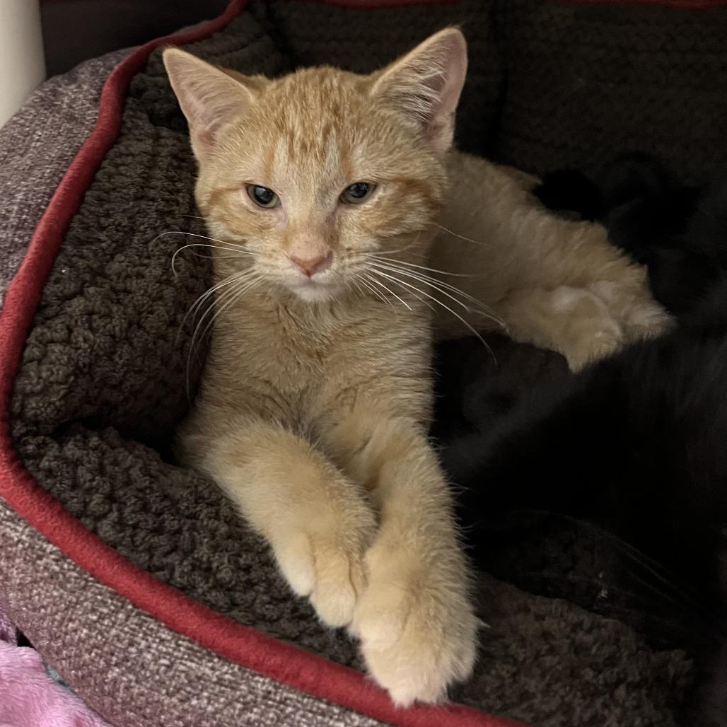 Jack-O, Adoptable, Kitten Male Domestic Short Hair.