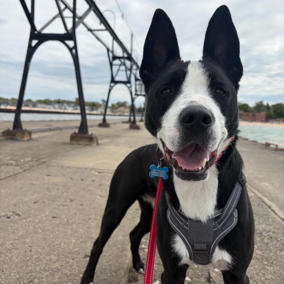 Dublin, Adoptable, Adult Male Border Collie & Mixed Breed.
