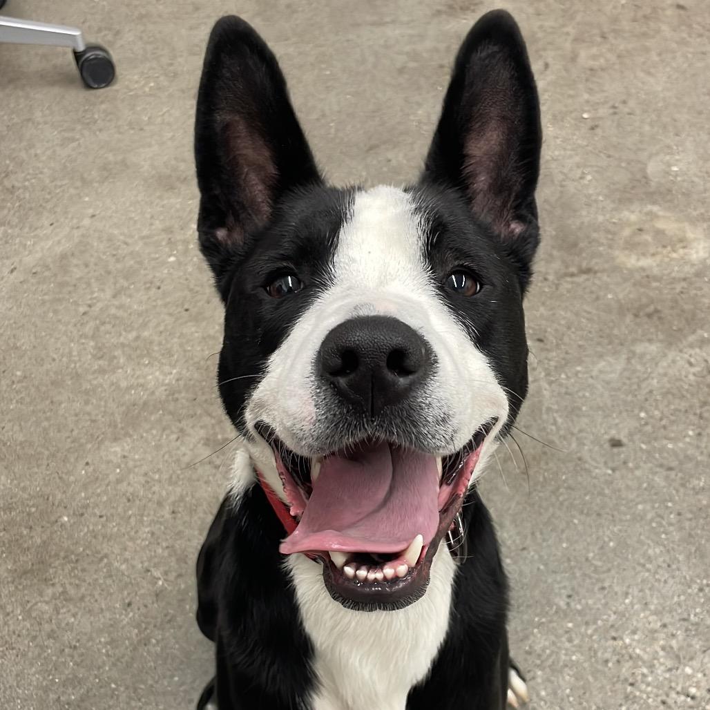 Dublin, Adoptable, Young Male Border Collie.