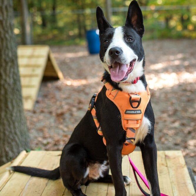 Dublin, Adoptable, Young Male Border Collie.