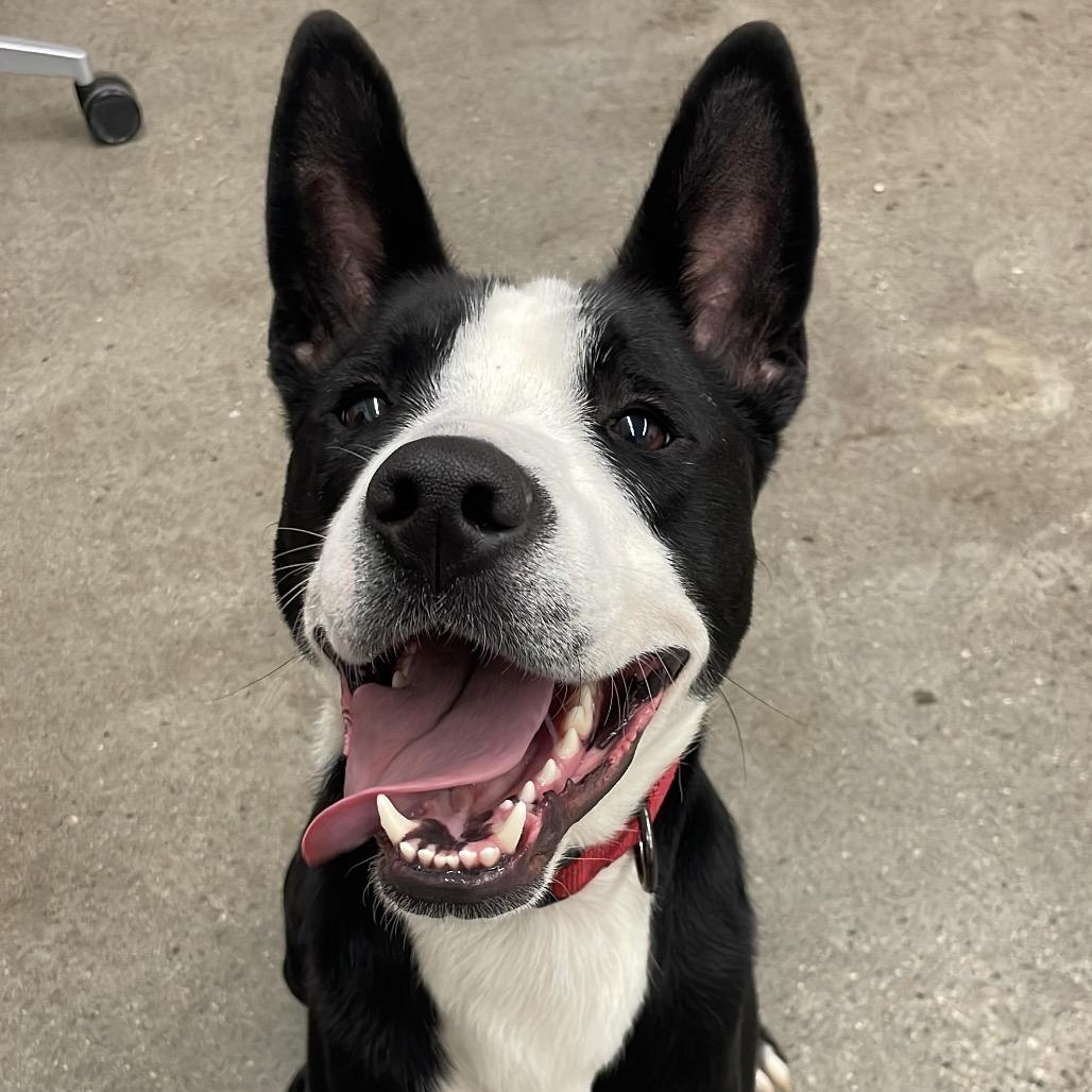 Dublin, a Adoptable mixed breed in South Haven, MI image 2/6