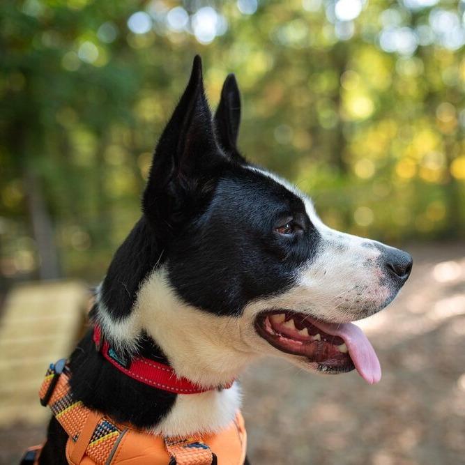 Dublin, a Adoptable mixed breed in South Haven, MI image 3/6