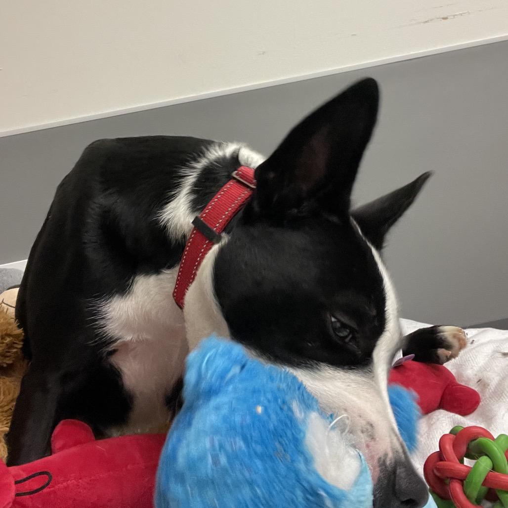 Dublin, a Adoptable mixed breed in South Haven, MI image 5/6