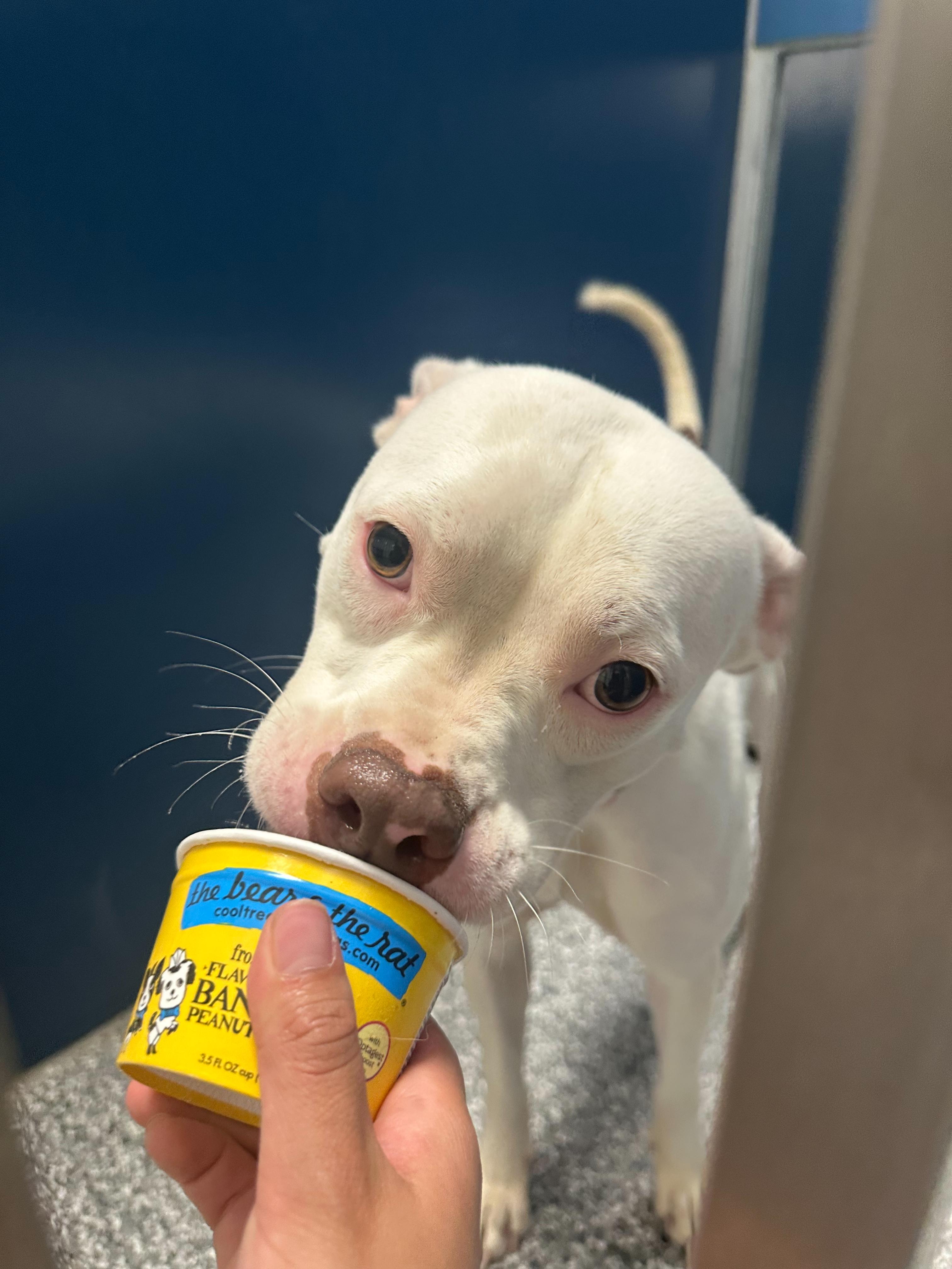 Enlarge Charmin, a ADOPTABLE mixed breed in Dubuque, IA image 2/4