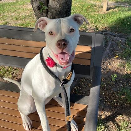 Charmin, ADOPTABLE, Young Female Mixed Breed.