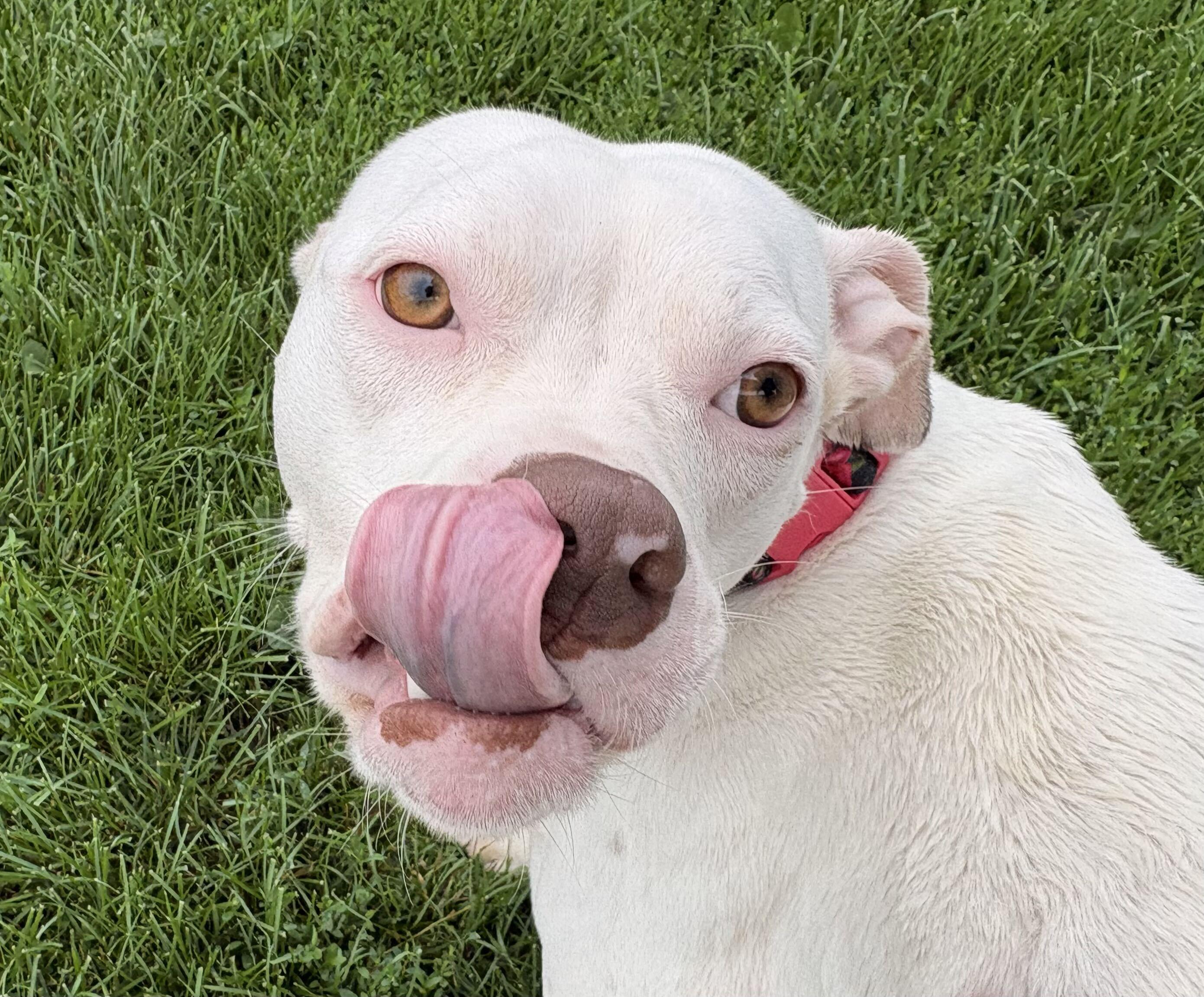 Enlarge Charmin, a ADOPTABLE mixed breed in Dubuque, IA image 4/4