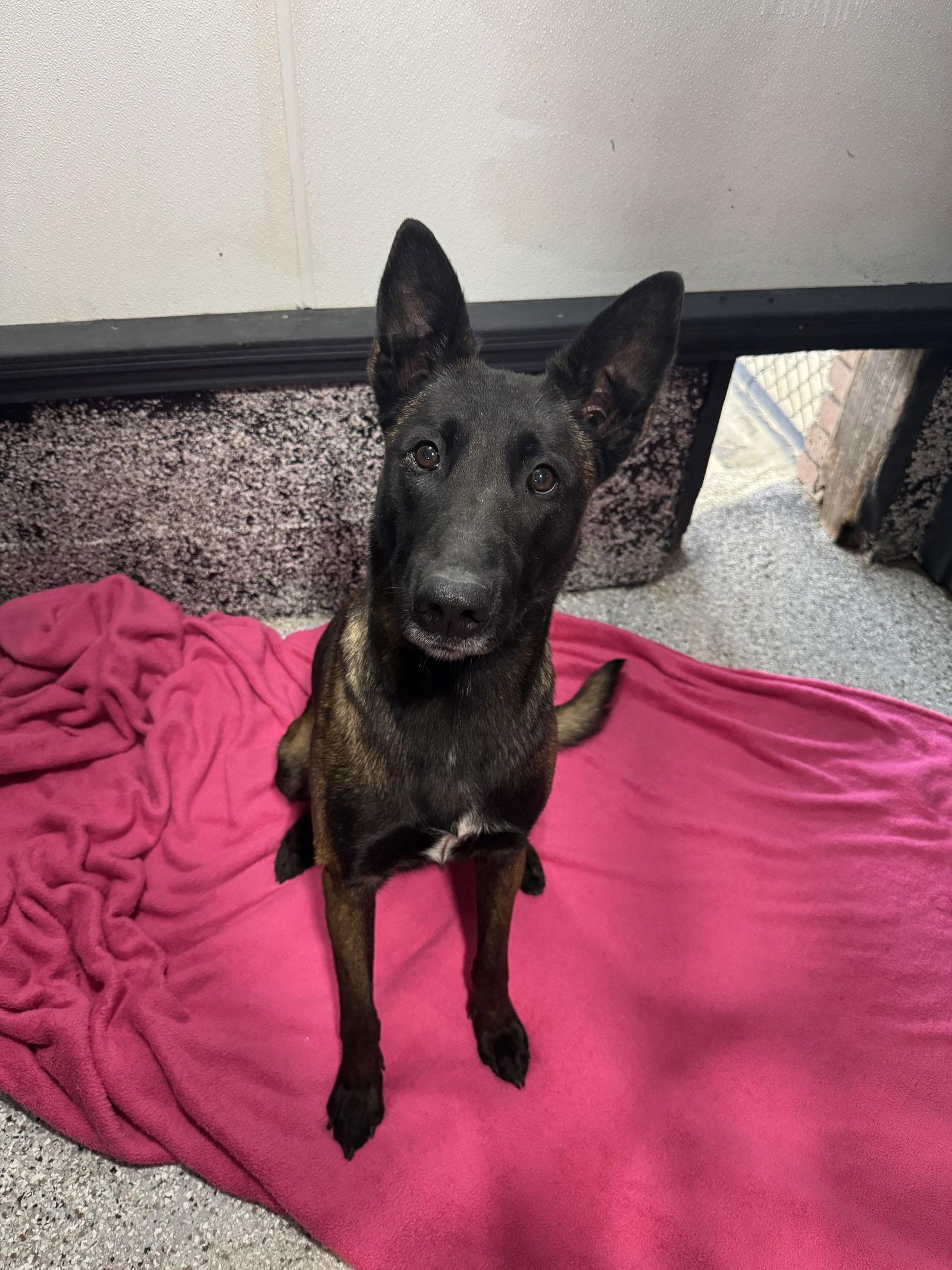 Ziva, Adoptable, Adult Female Belgian Shepherd / Malinois.