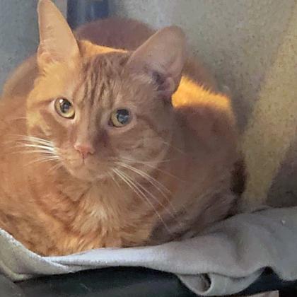 Leia — thumbnail 2