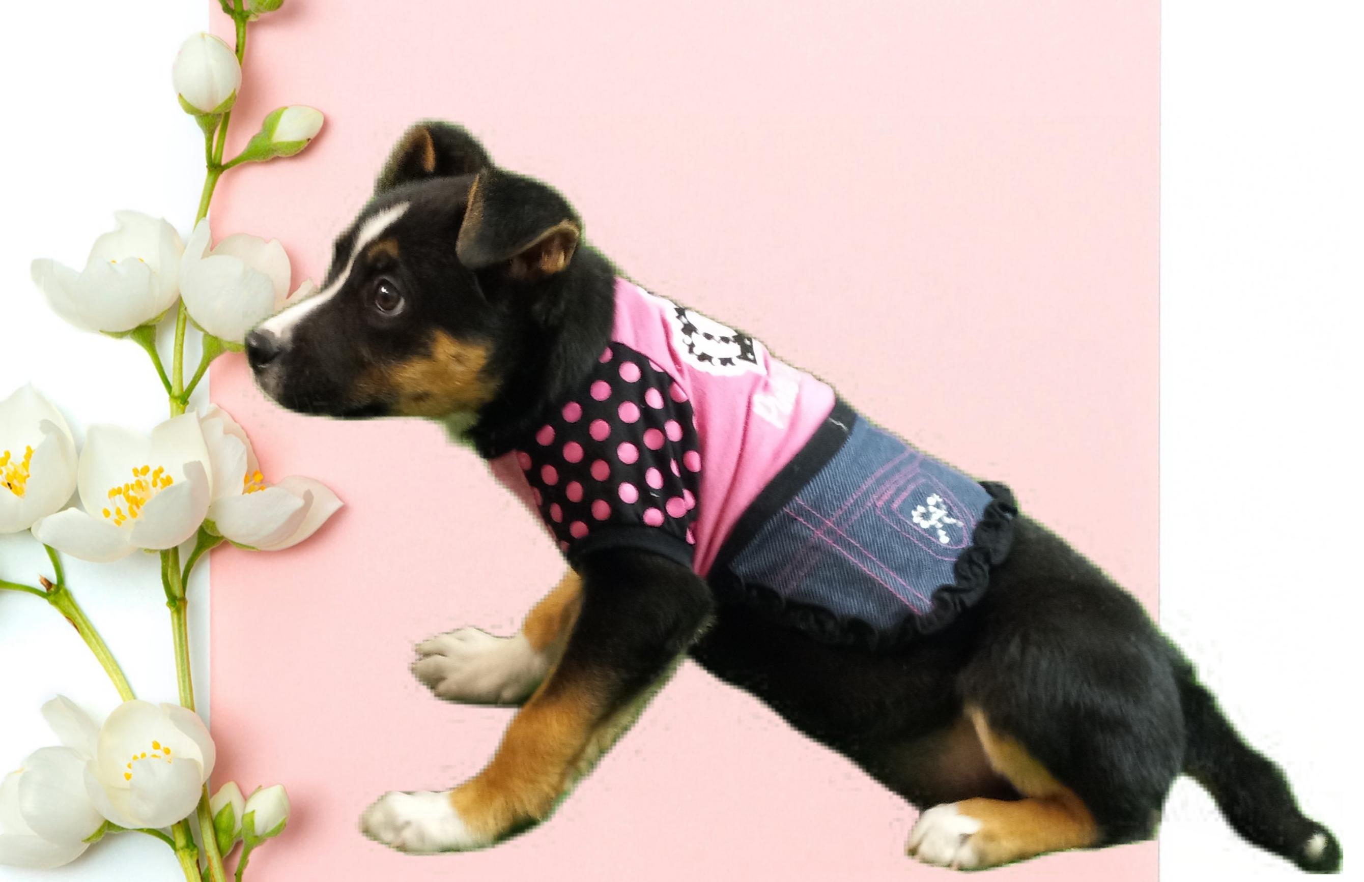 Skye, a Adoptable mixed breed in El Paso, TX image 3/5