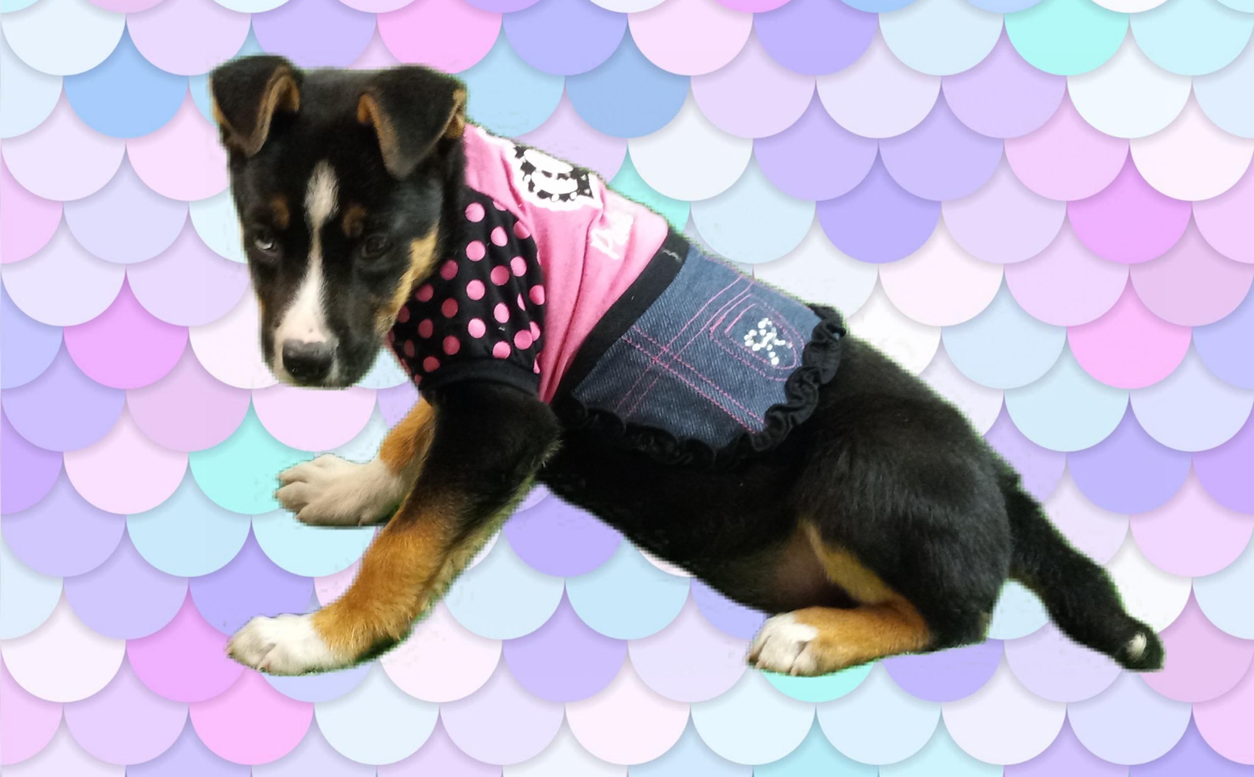 Skye, a Adoptable mixed breed in El Paso, TX image 4/5