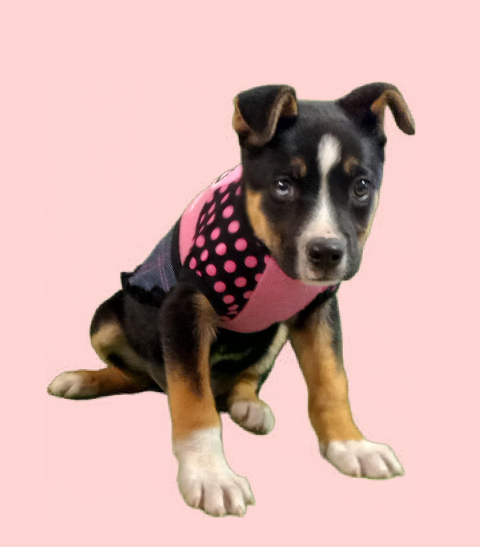 Skye, a Adoptable mixed breed in El Paso, TX image 2/5