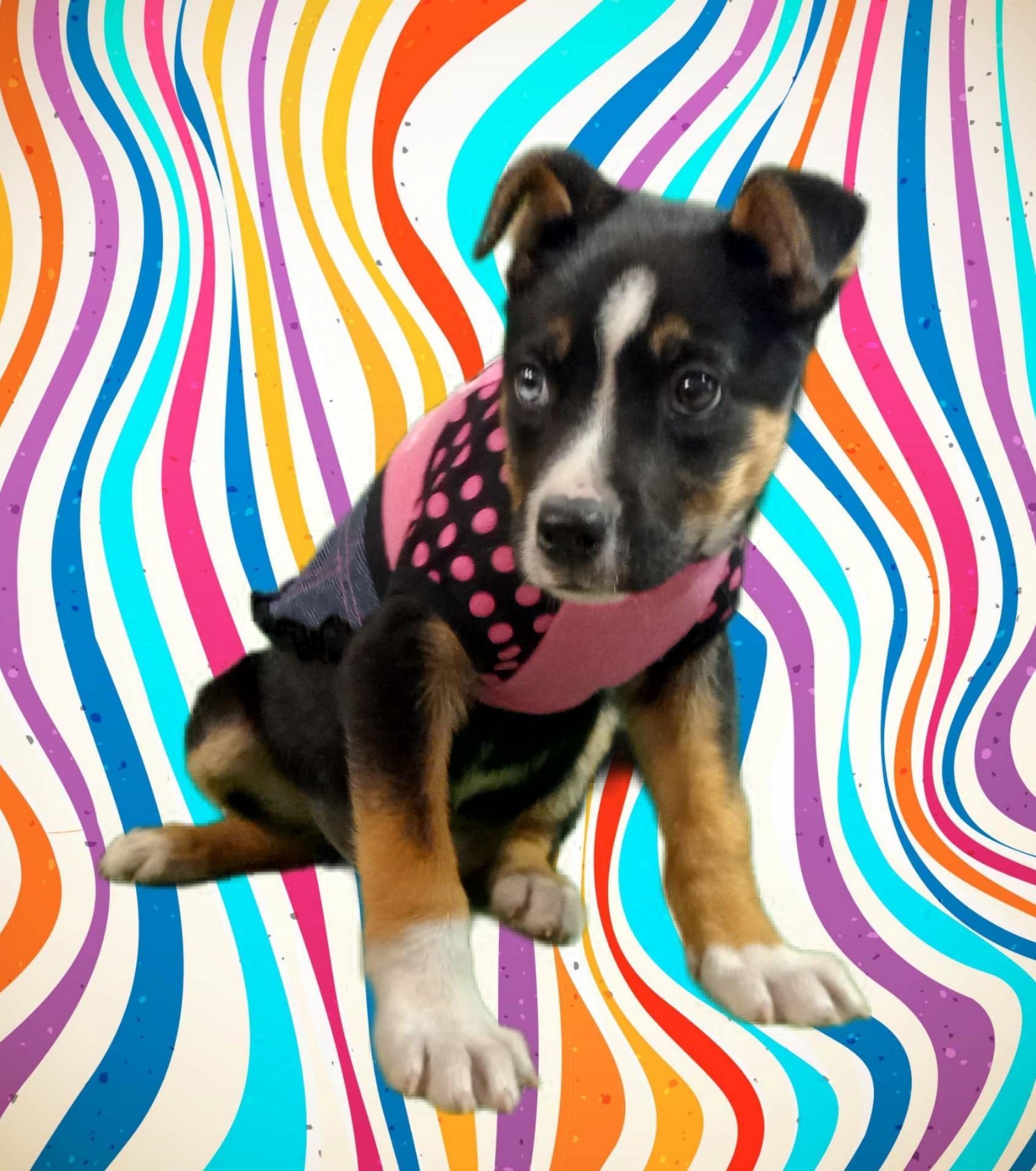 Skye, Adoptable, Young Female Husky & Shepherd.