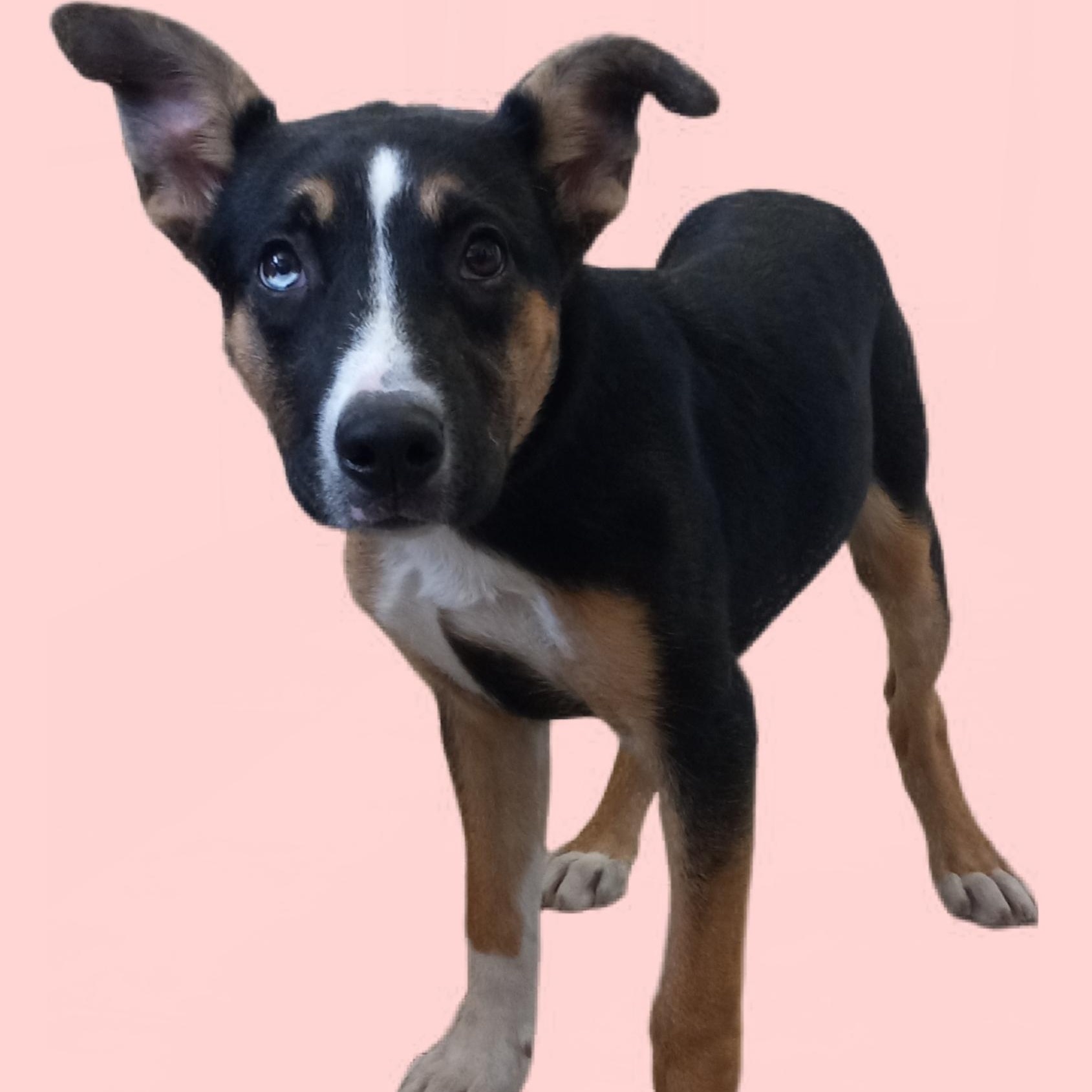 Skye, a Adoptable mixed breed in El Paso, TX image 1/5