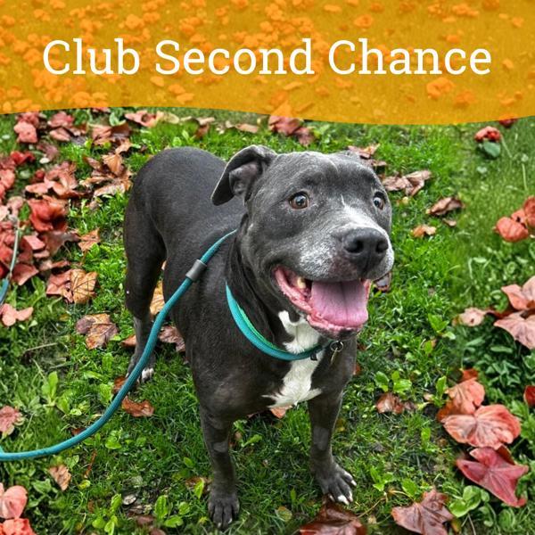 Hazel, Adoptable, Senior Female Pit Bull Terrier.