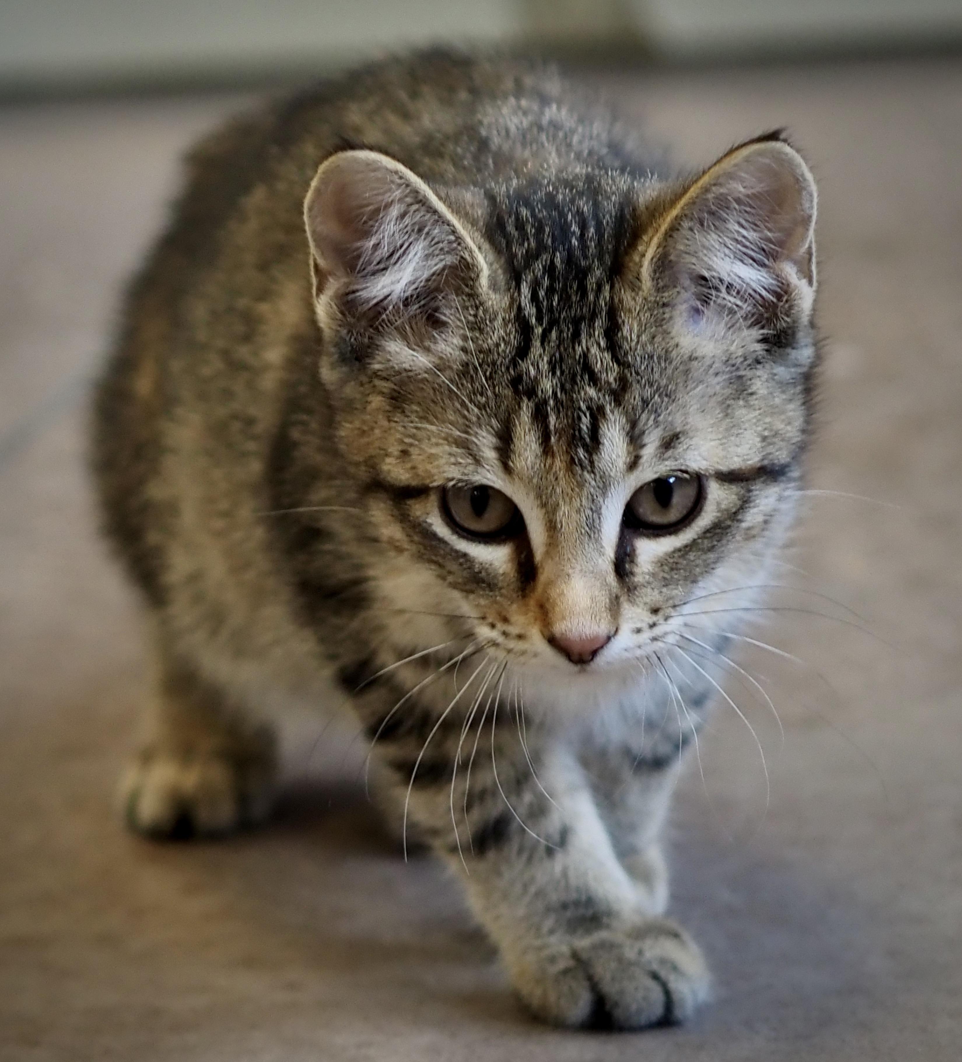 Enlarge Fenix, an adopted Domestic Short Hair in Buena Vista, CO image 2/3