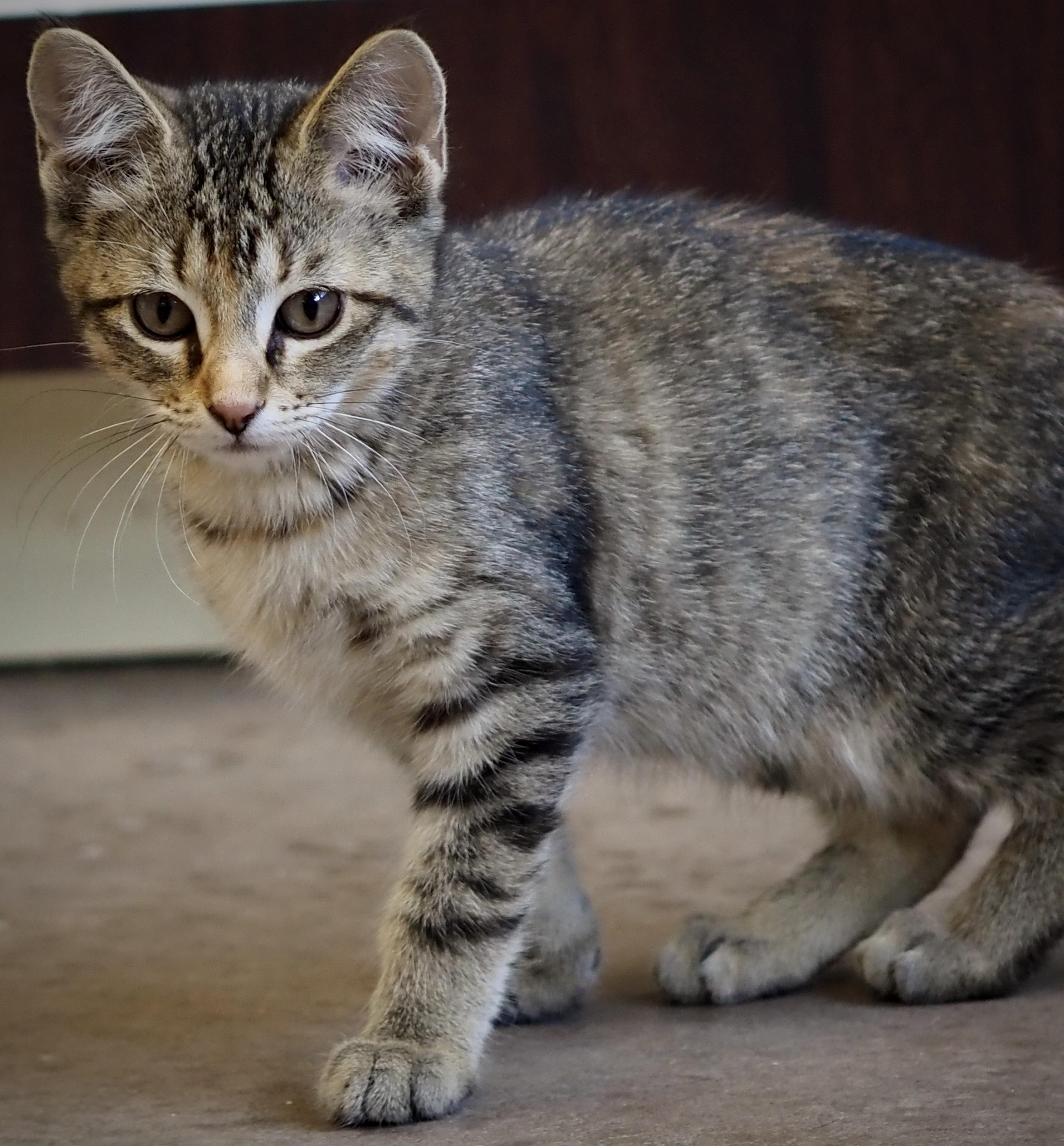 Enlarge Fenix, an adopted Domestic Short Hair in Buena Vista, CO image 3/3
