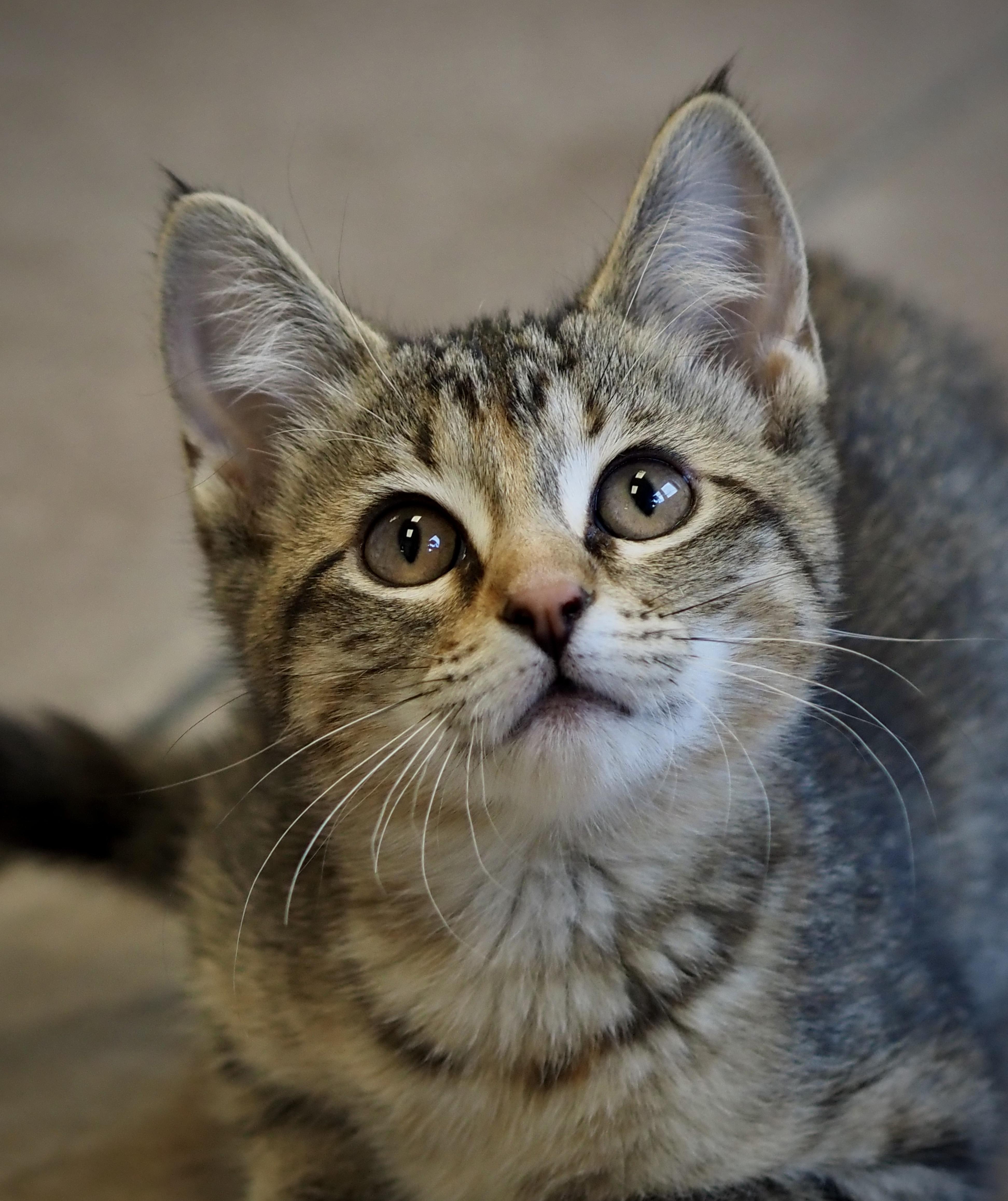 Enlarge Fenix, an adopted Domestic Short Hair in Buena Vista, CO image 1/3