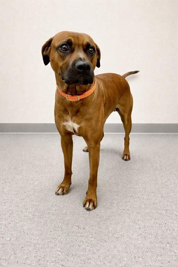 Enlarge Fiona, a ADOPTABLE mixed breed in Palos Heights, IL image 1/2