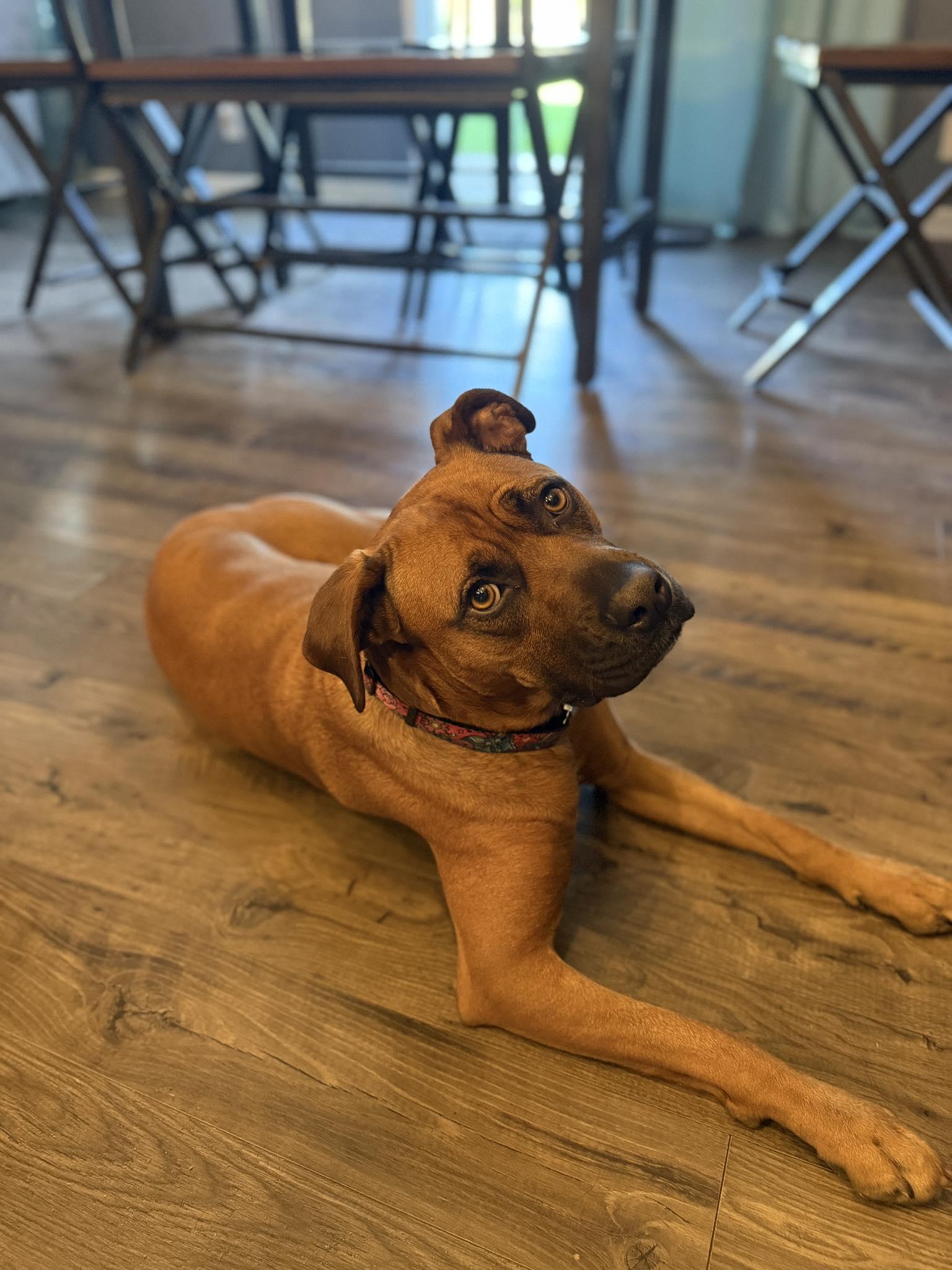 Fiona, ADOPTABLE, Adult Female Boxer.