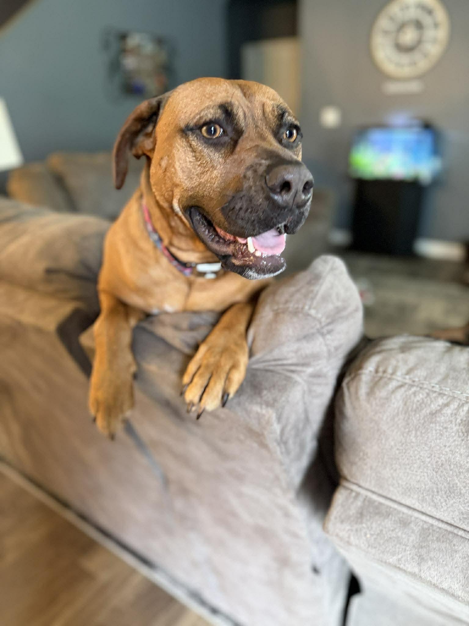 Fiona, a ADOPTABLE mixed breed in Knoxville , TN image 3/5