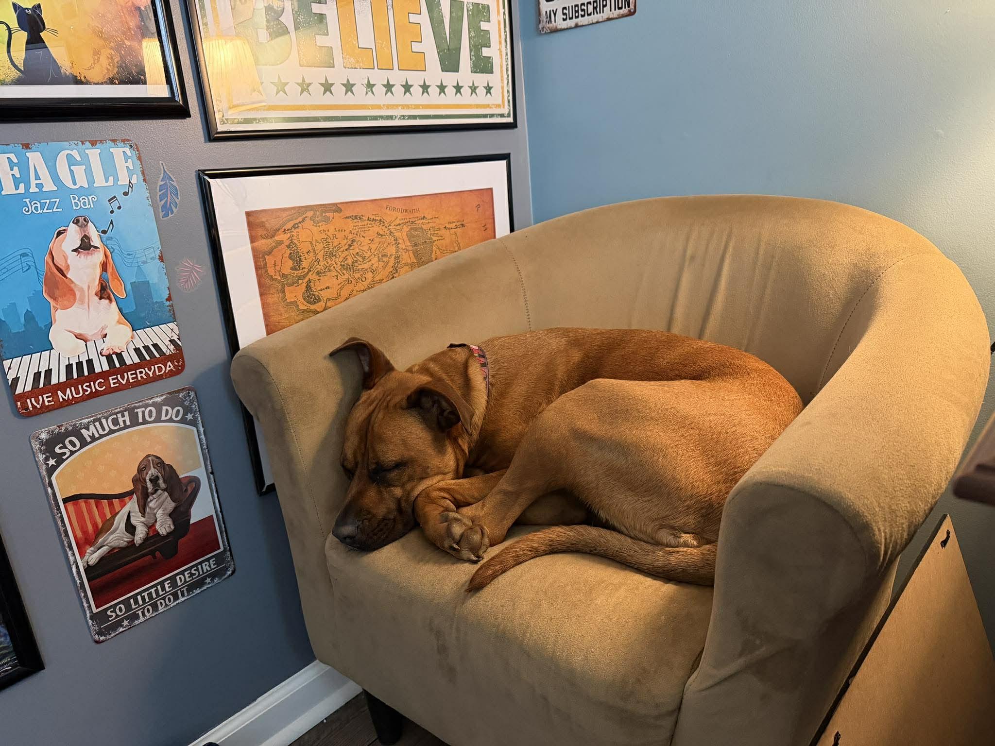 Fiona, a ADOPTABLE mixed breed in Knoxville , TN image 5/5