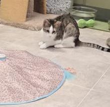 Enlarge Nala , an adopted Tabby in Ocean City, NJ image 2/2