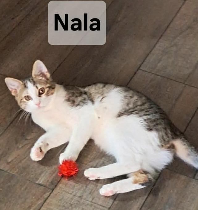 Nala , ADOPTABLE, Young Female Tabby.