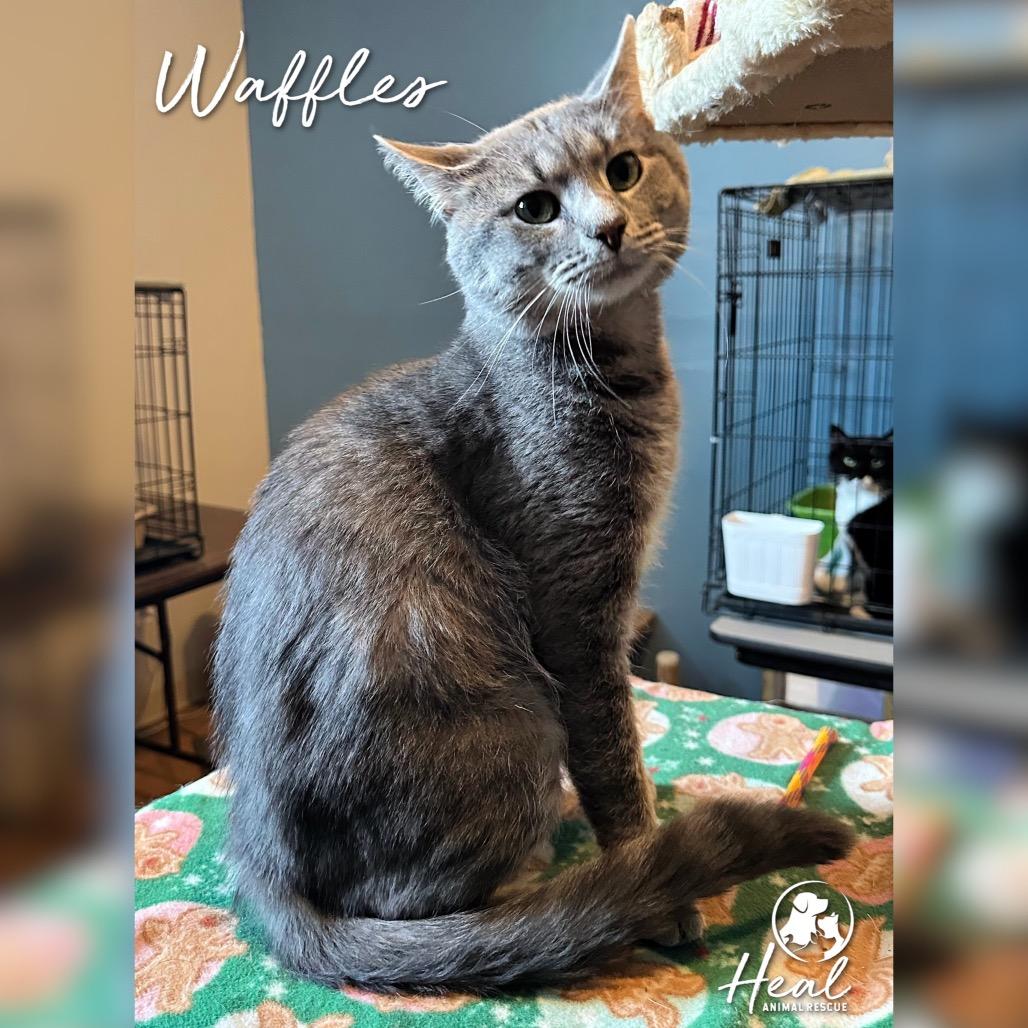 Waffles, a Adoptable Domestic Short Hair in Youngwood, PA image 1/4