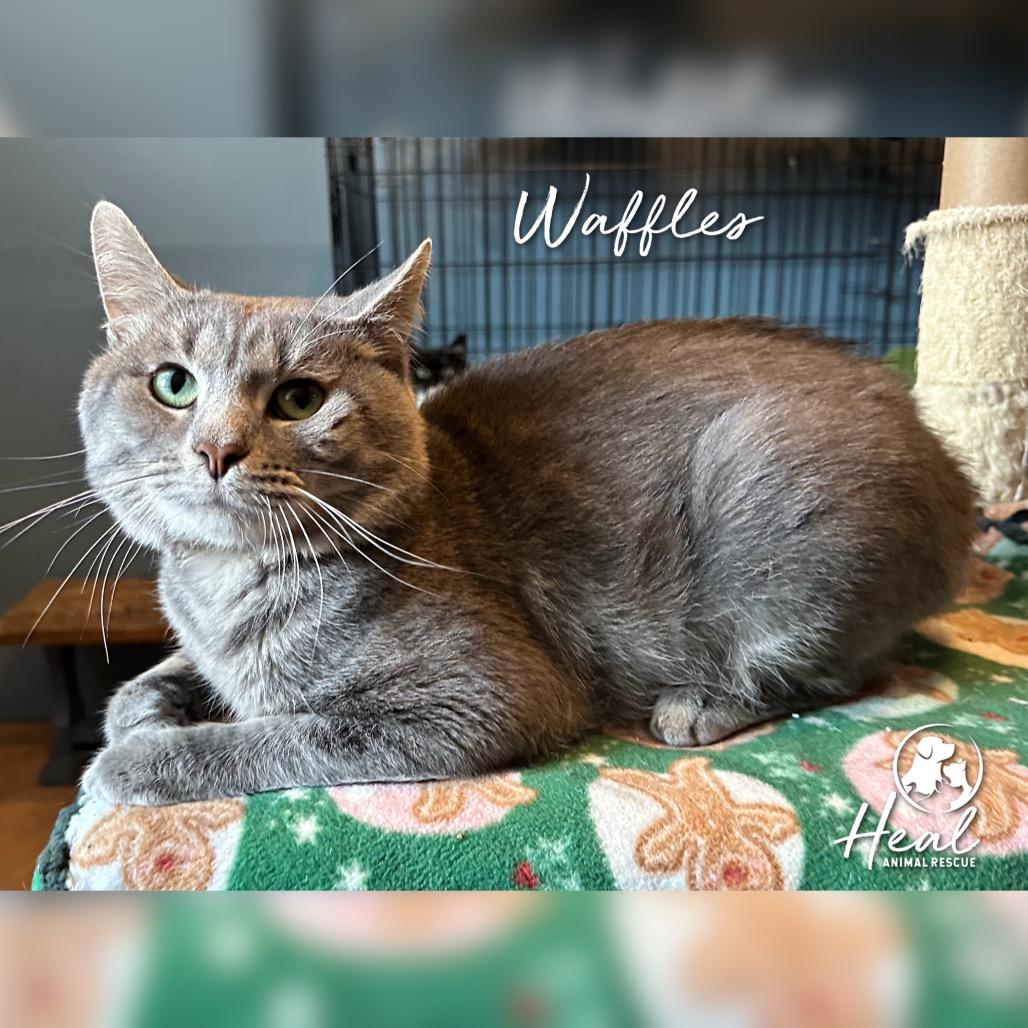 Waffles, a Adoptable Domestic Short Hair in Youngwood, PA image 2/4