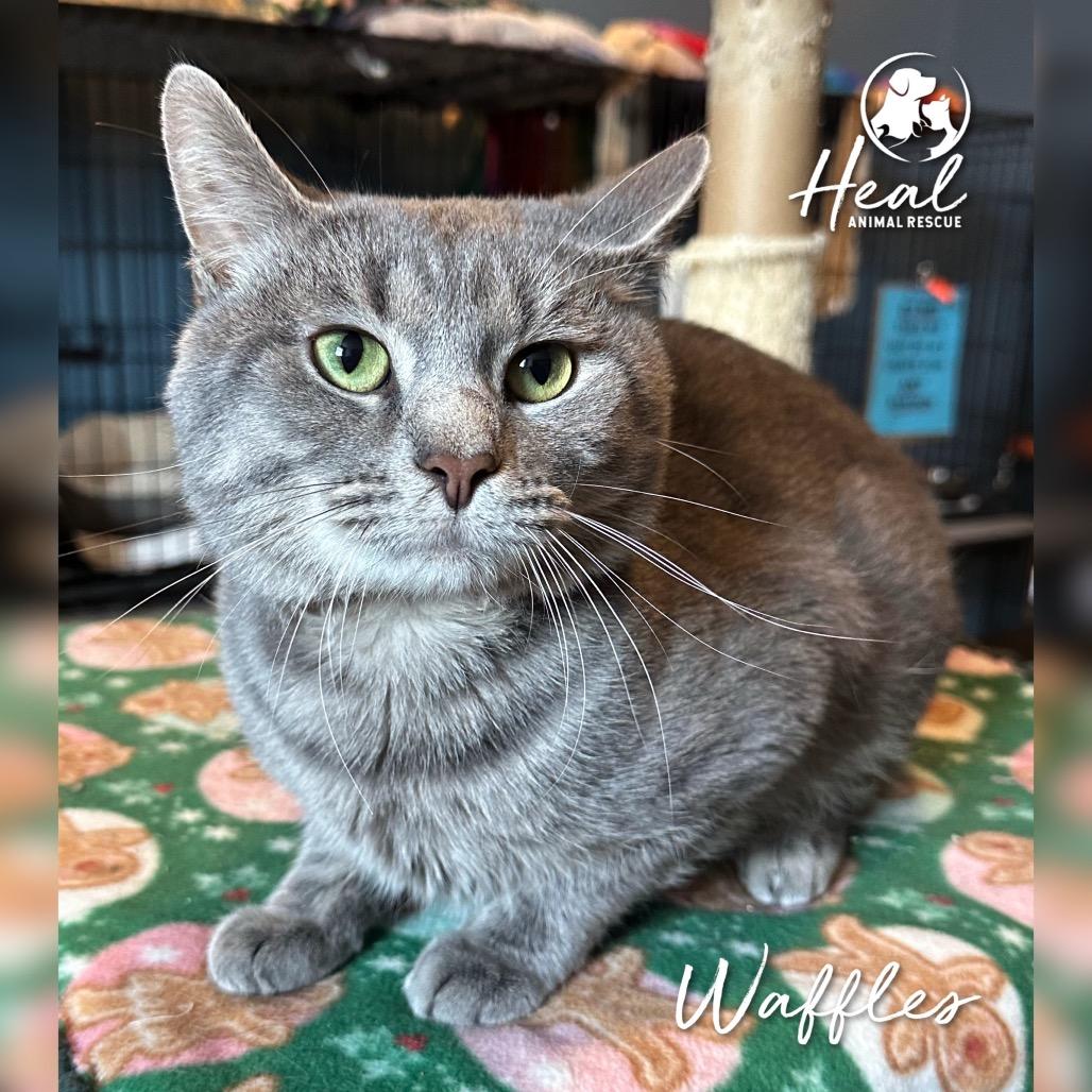 Waffles, a Adoptable Domestic Short Hair in Youngwood, PA image 3/4