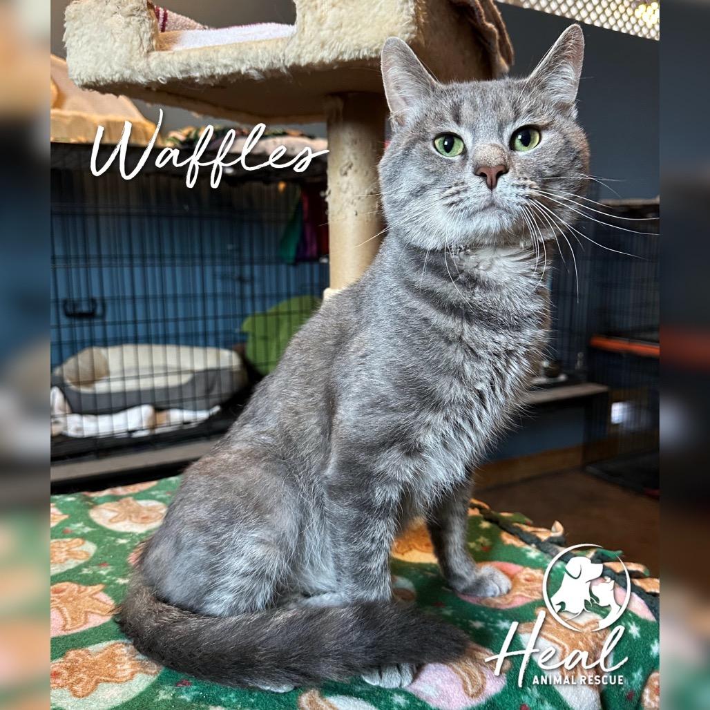 Waffles, a Adoptable Domestic Short Hair in Youngwood, PA image 4/4