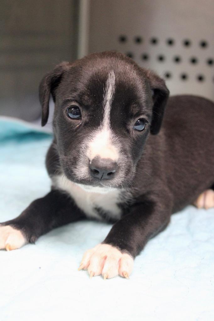 Babs, Adoptable, Puppy Female Mixed Breed.