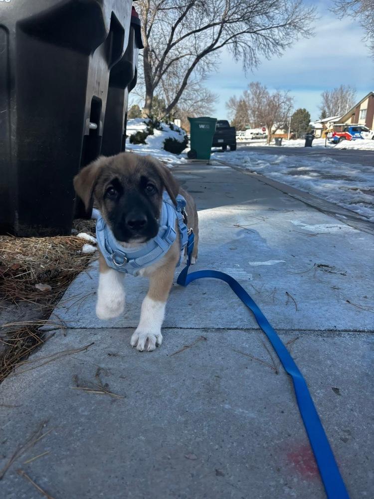 Zion, Adoptable, Puppy Male German Shepherd Dog.