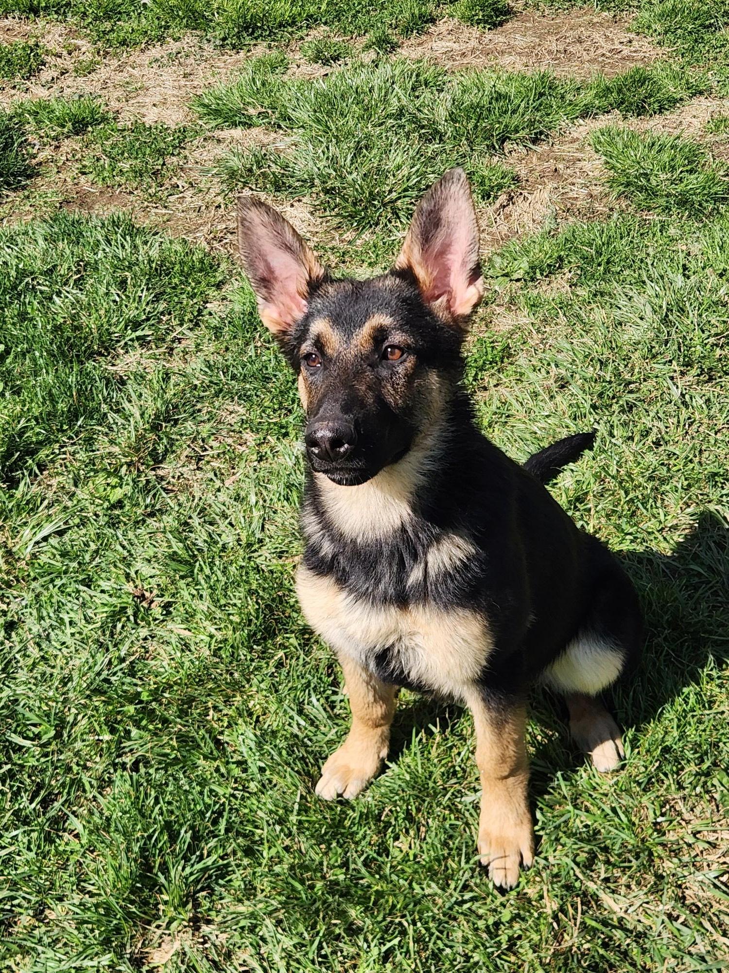 Enlarge Opal, a ADOPTABLE German Shepherd Dog in Phoenixville, PA image 1/1