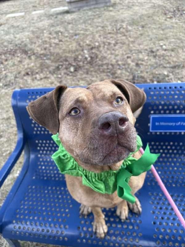 Enlarge Nayla *Sponsored Adoption Fee*, a Adoptable Mixed Breed in Media, PA image 2/3