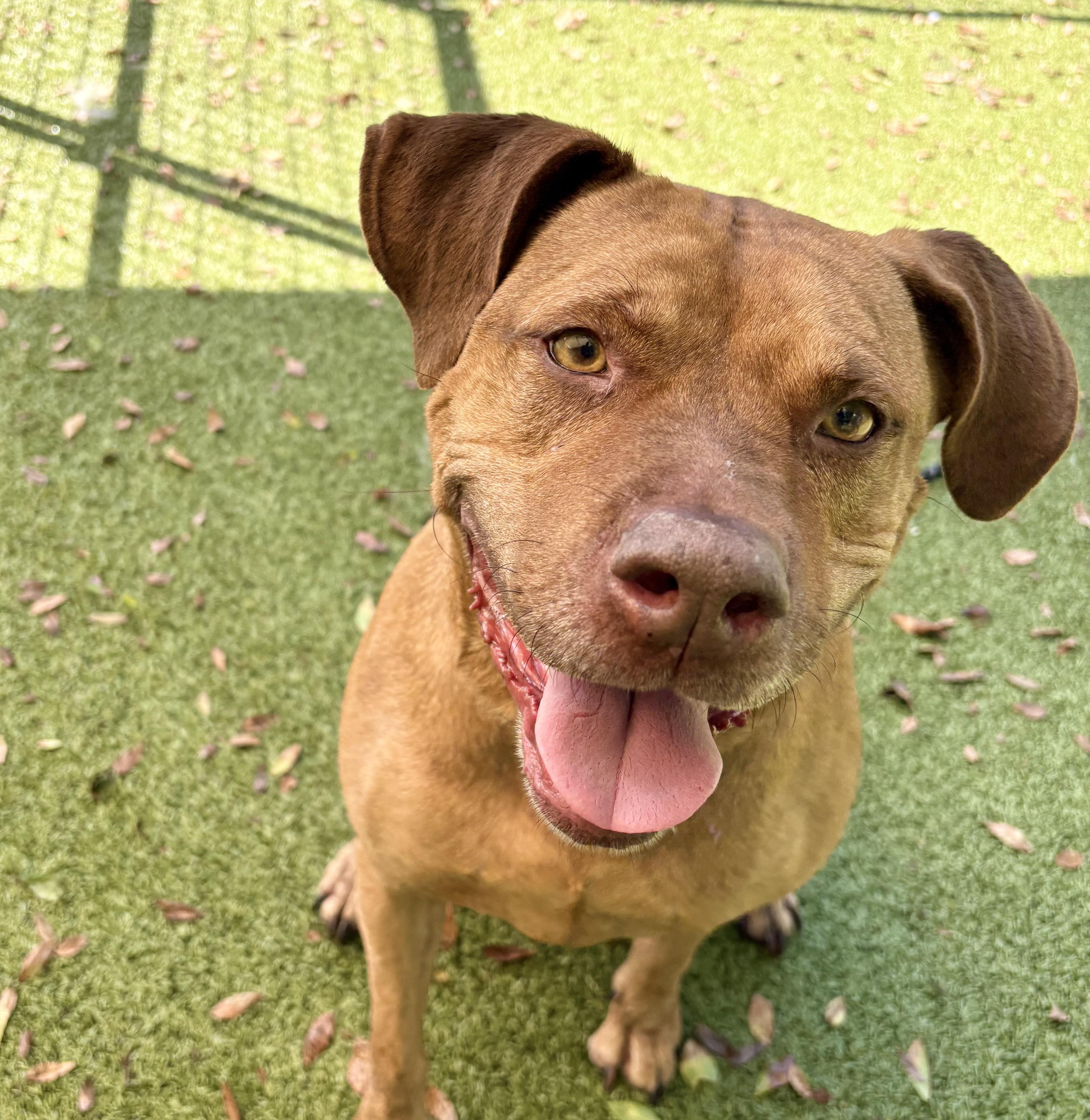 Enlarge Nayla *Sponsored Adoption Fee*, a Adoptable Mixed Breed in Media, PA image 1/3