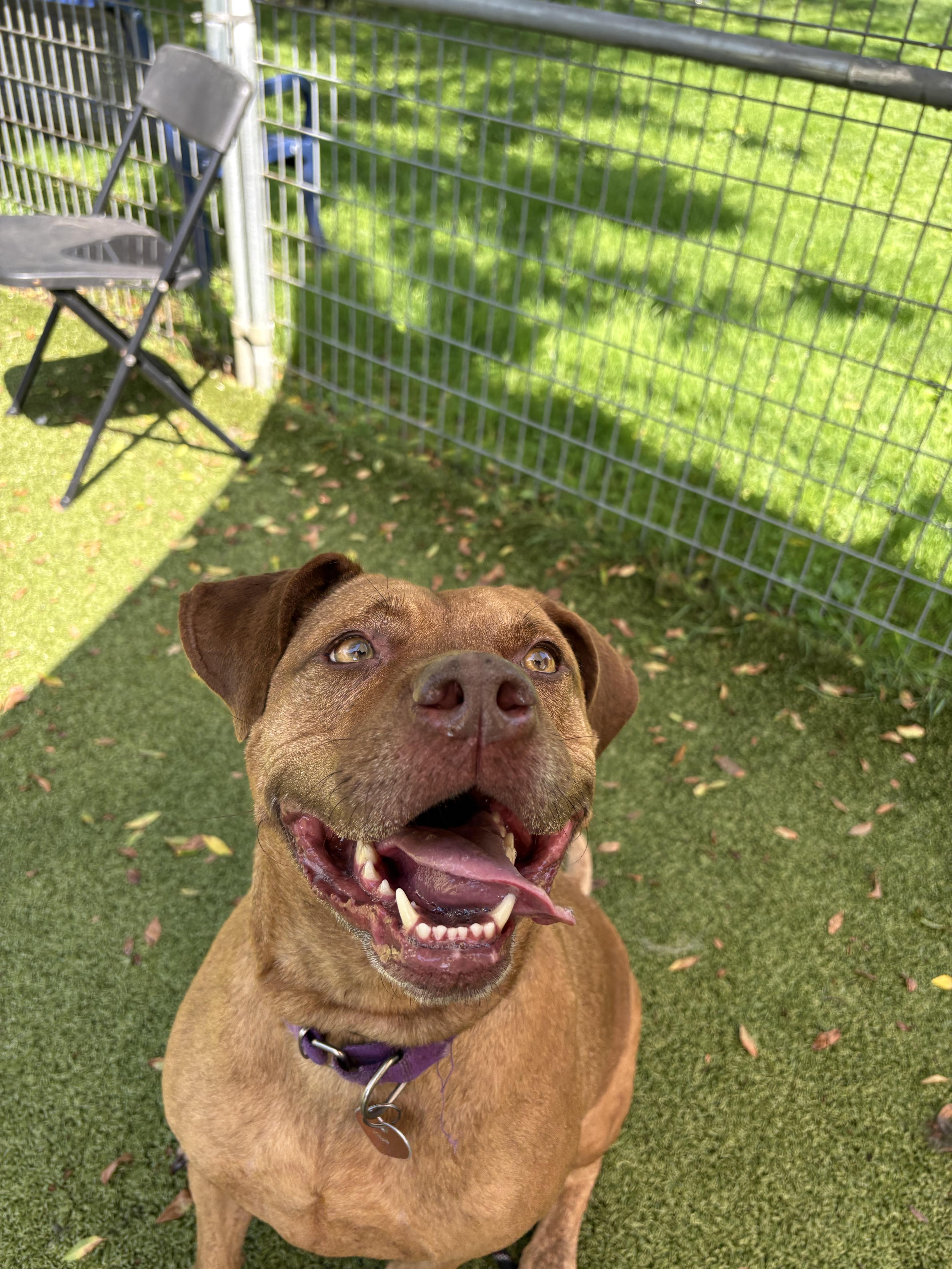 Enlarge Nayla *Sponsored Adoption Fee*, a Adoptable Mixed Breed in Media, PA image 3/3