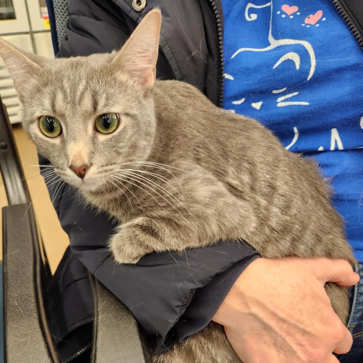 Turner, a Adoptable Tabby in Fairborn, OH image 6/6