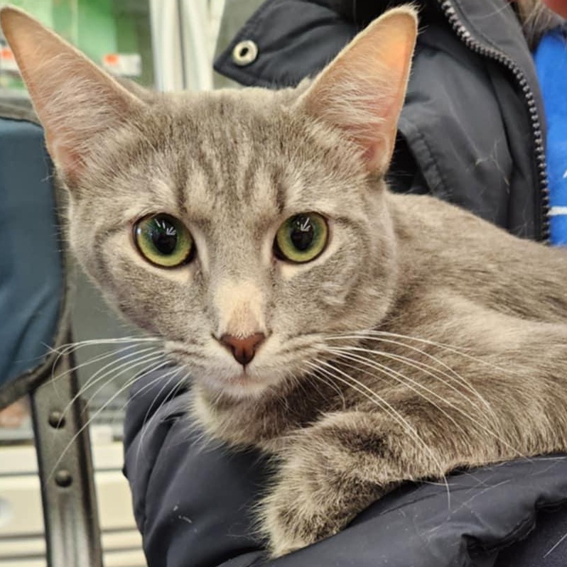 Turner, a Adoptable Tabby in Fairborn, OH image 4/6