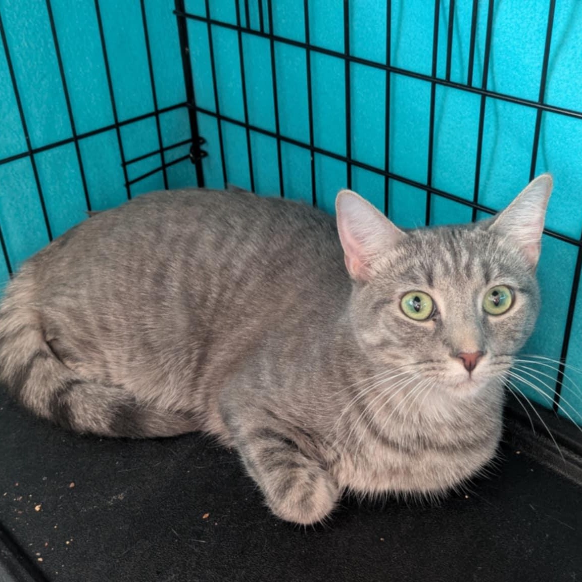 Turner, a Adoptable Tabby in Fairborn, OH image 3/6