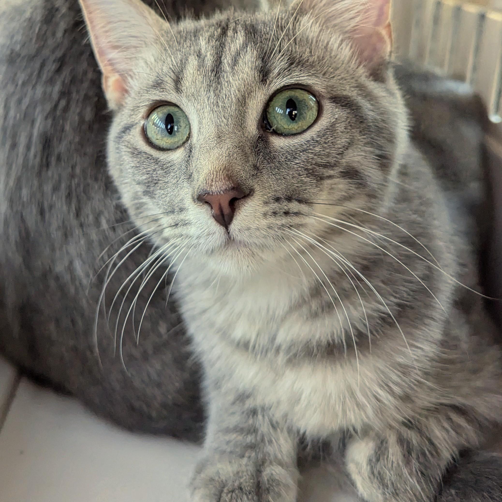 Turner, a Adoptable Tabby in Fairborn, OH image 1/6