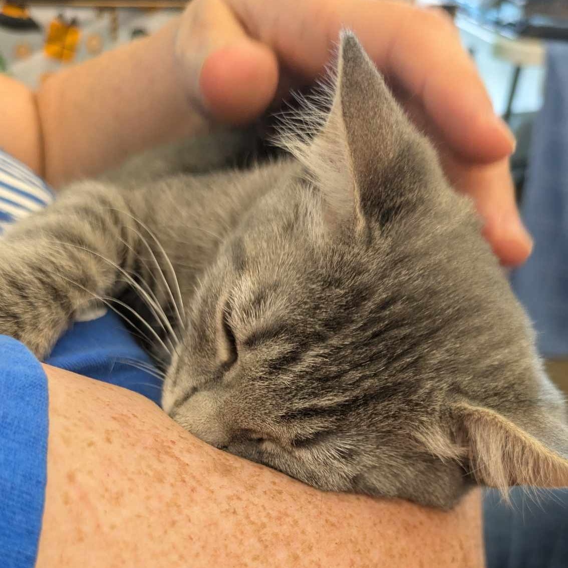 Turner, a Adoptable Tabby in Fairborn, OH image 5/6