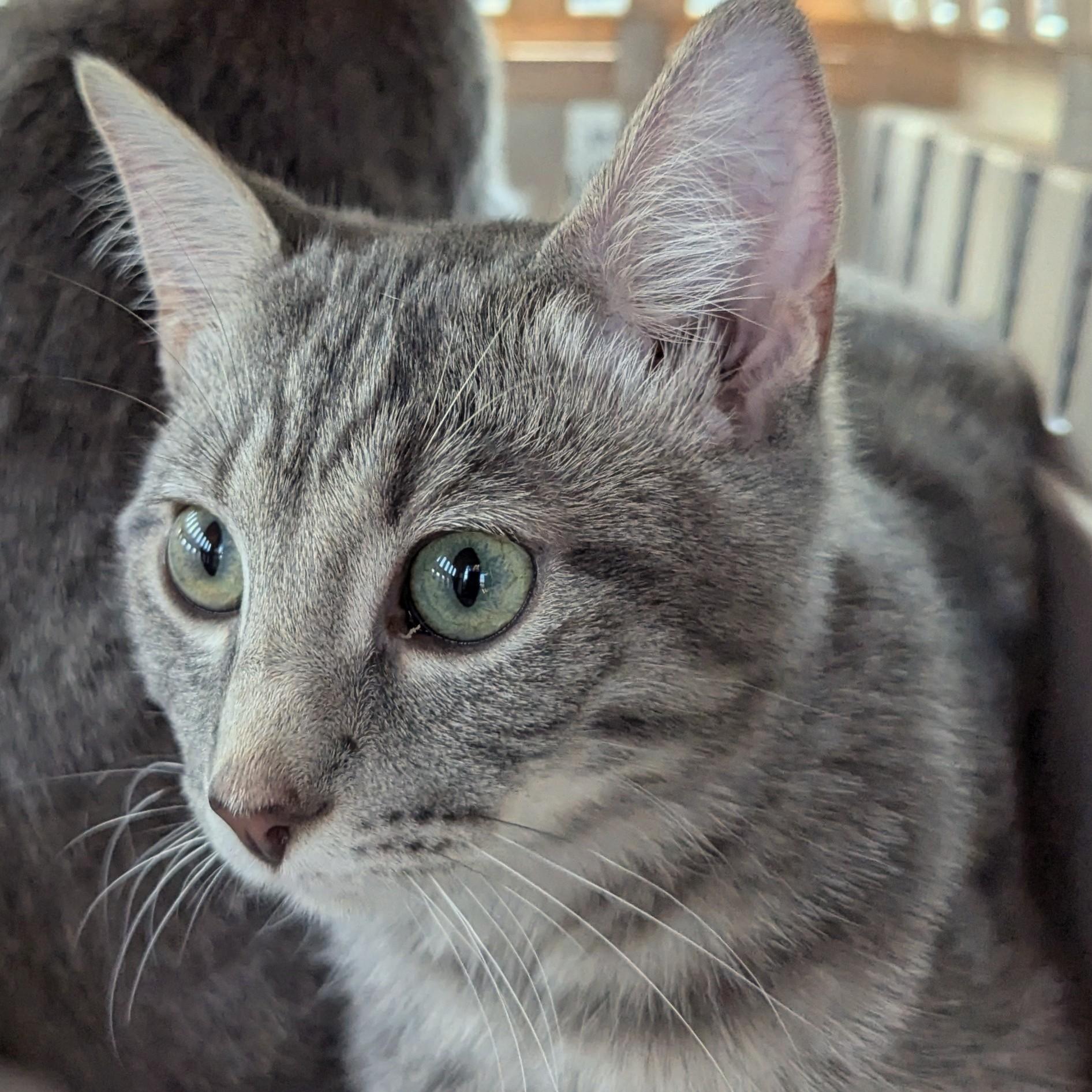 Turner, a Adoptable Tabby in Fairborn, OH image 2/6