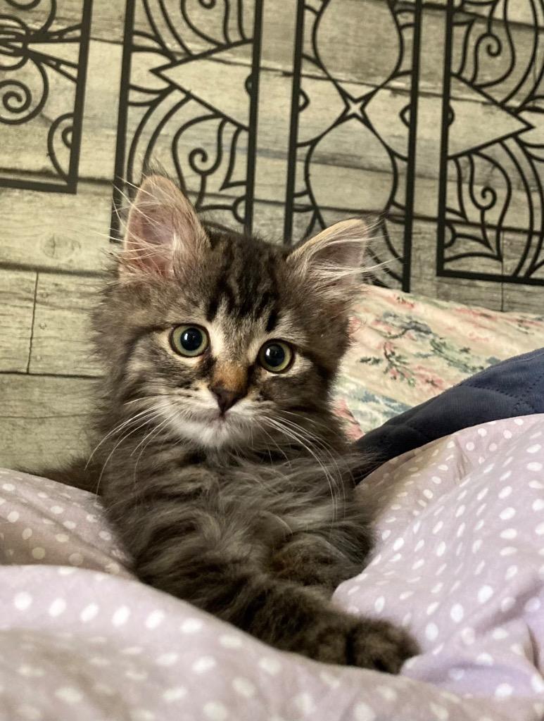 Enlarge Derby, a Adopted mixed breed in Brainardsville, NY image 1/1