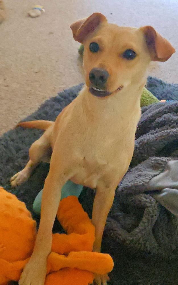 Lulu, a Adoptable mixed breed in Bend, OR image 1/6