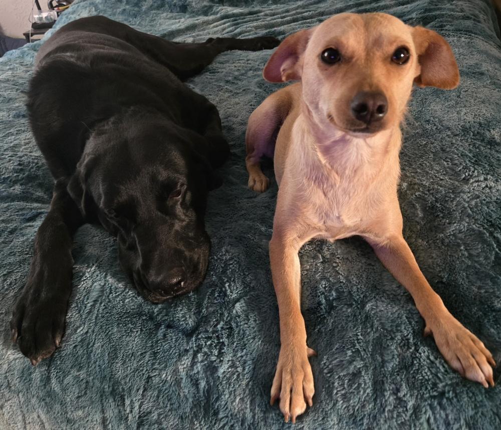 Lulu, a Adoptable mixed breed in Bend, OR image 2/6