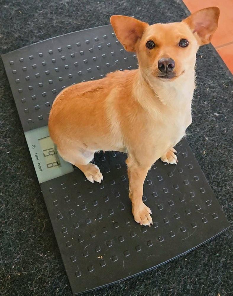 Lulu, a Adoptable mixed breed in Bend, OR image 3/6