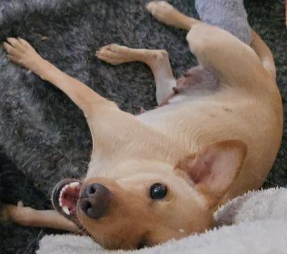 Lulu, a Adoptable mixed breed in Bend, OR image 4/6