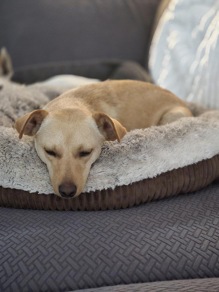 Lulu, a Adoptable mixed breed in Bend, OR image 5/6