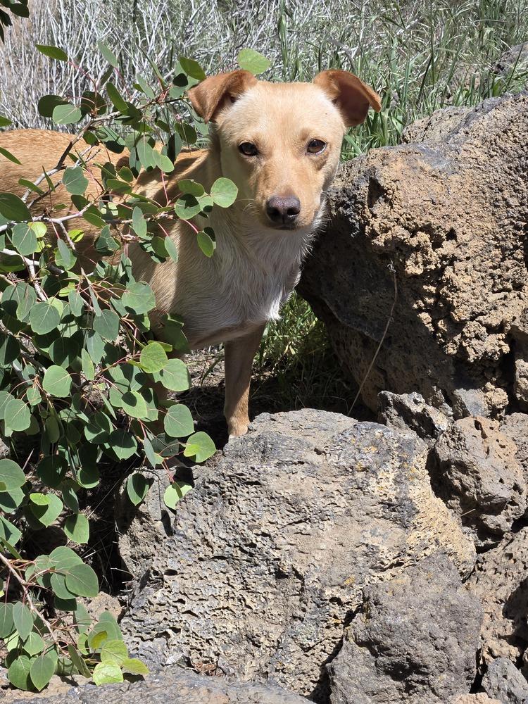 Lulu, a Adoptable mixed breed in Bend, OR image 6/6